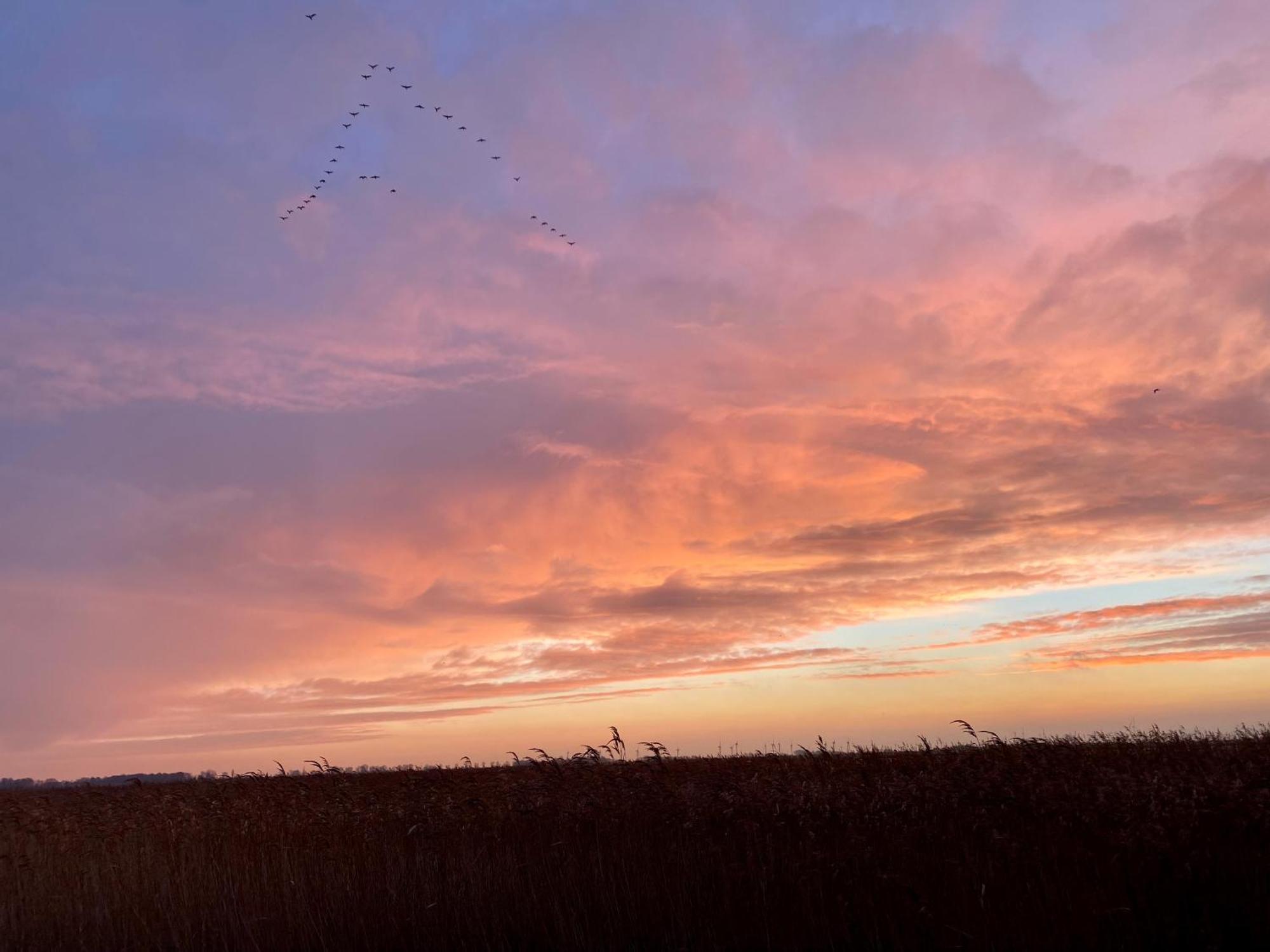 Deichkoje12 Direkt Am Eiderdeich Nur 7 Km Bis Zur Nordsee Und 20 Min Bis Sankt Peter Ording Tönning المظهر الخارجي الصورة